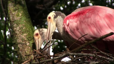 FLORIDA - CIRCA 2014 - A pair of roseate spoonbills build a nest