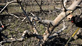 Spring pruning in the orchard ;Two fruit grower working spring pruning fruit trees in the orchard,video clip