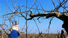 Pruning fruit trees with garden shears ; Fruit grower works pruning apple trees with garden shears ,video clip
