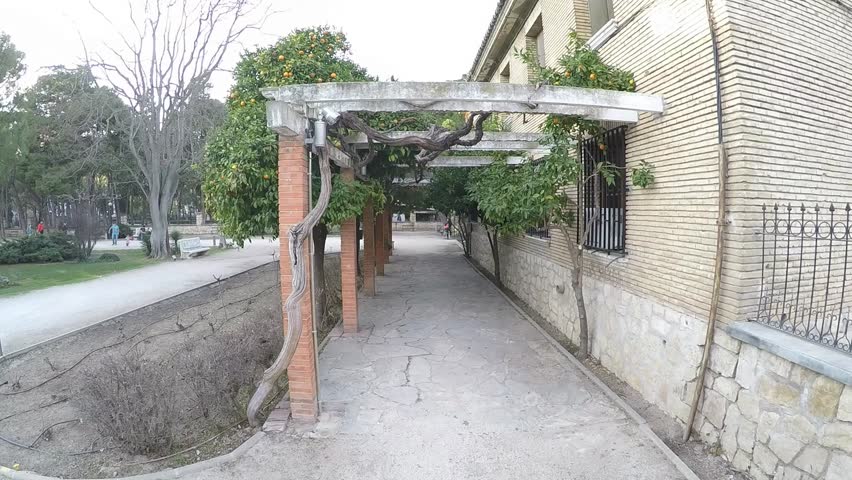 trees with oranges and dried vine in the park on a sunny day