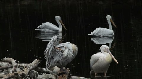 Pelicans in Moscow Zoo,rainy day 