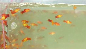 goldfish in aquarium with oxygen 