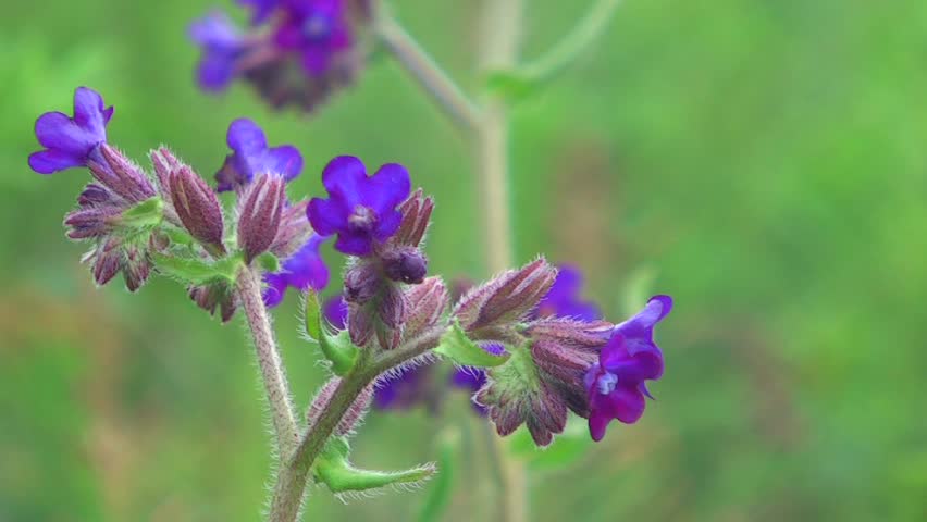 purple flowers in the meadow