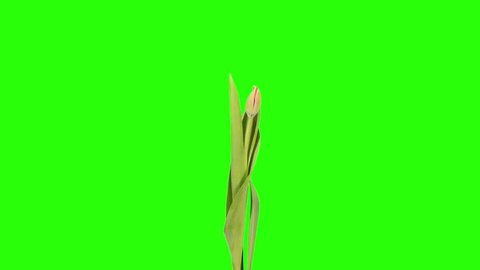 Red tulip bloom buds green screen, FULL HD (Tulipa Madison Garden)
