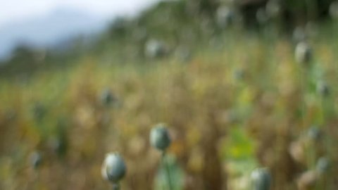 Walking through opium Poppy fields in slow motion in Phongsali, Laos in March 2015 after the opium harvest has already begun. You can see the opium coming out of the slits in the poppies