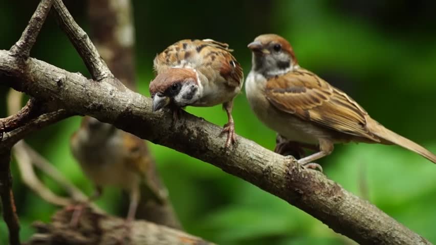 Philippine Maya Bird Eurasian Tree Stock Footage Video 100 Royalty Free Shutterstock