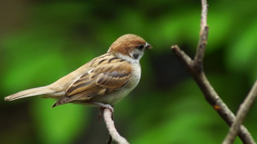 Philippine Maya Bird Eurasian Tree Sparrow Stock Footage Video 100 Royalty Free Shutterstock
