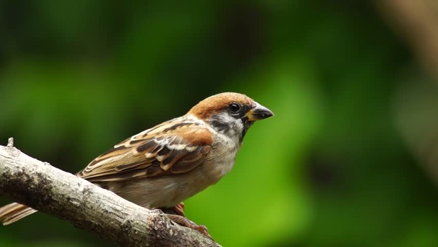 Royalty Free Philippine Maya Bird Eurasian Tree Sparrow Or 946 Stock Video Imageric Com