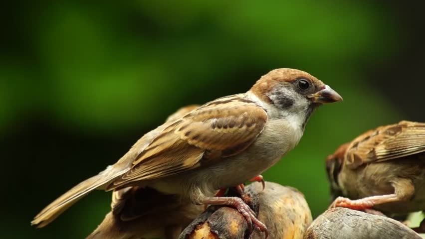 Royalty Free Philippine Maya Bird Eurasian Tree Sparrow Or Stock Video Imageric Com