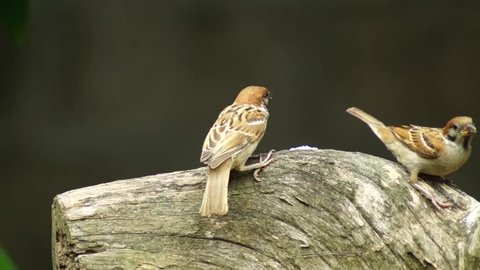 Philippine Sparrow Eurasian Tree Bird Maya Stock Video Footage 4k And Hd Video Clips Shutterstock