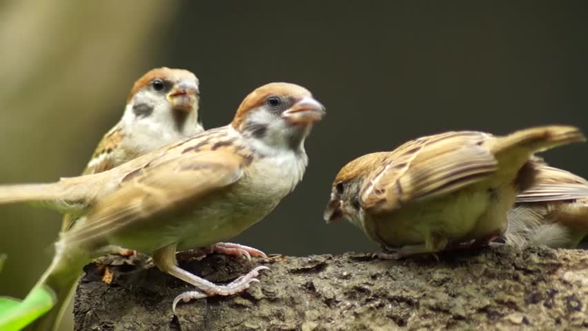 Philippine Maya Bird Eurasian Tree Arkivvideomateriale 100 Royaltyfritt Shutterstock