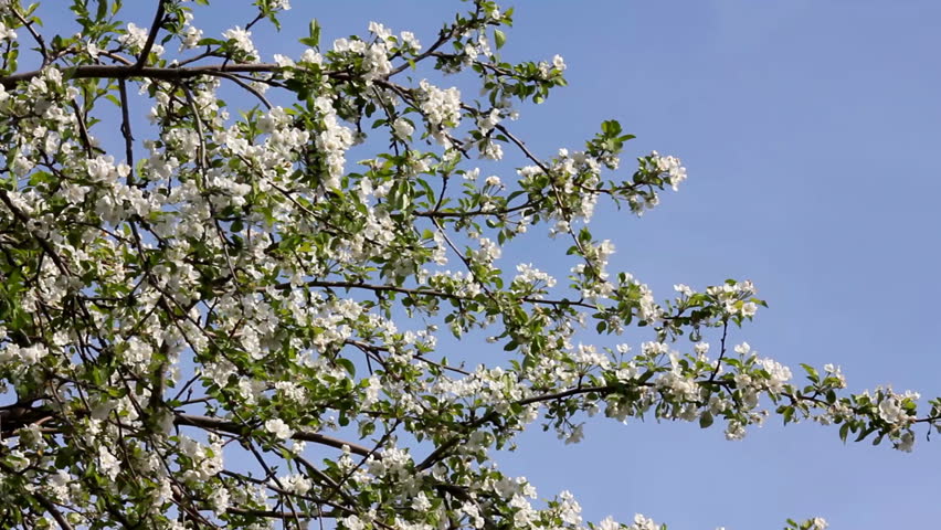 Blossom apple tree branches