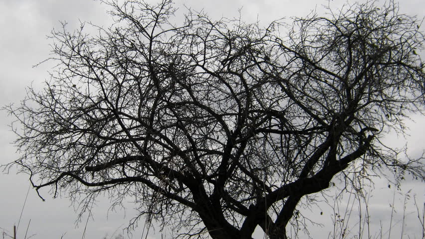dry tree under moody overcast sky