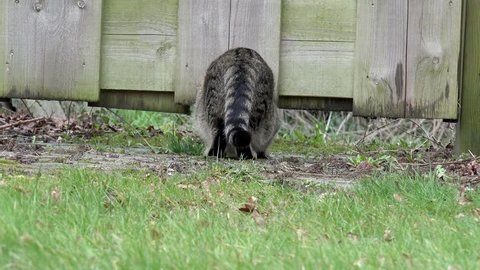 cat crawls through under fence and comes back