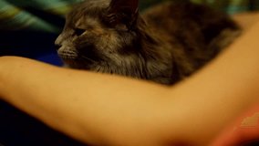 Women and her pussycat on laps HD footage.