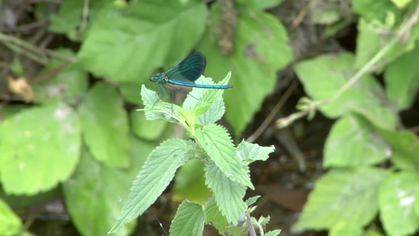 Blue dragonfly on leaf