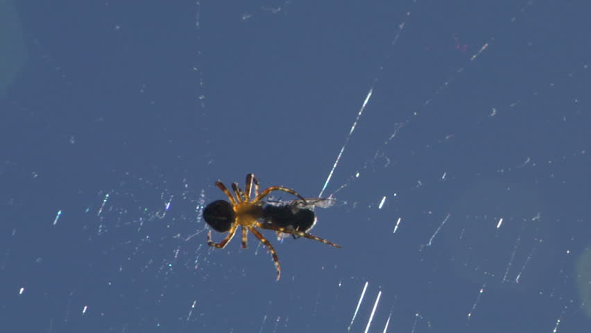 A Spider injecting venom into an insect caught in its web