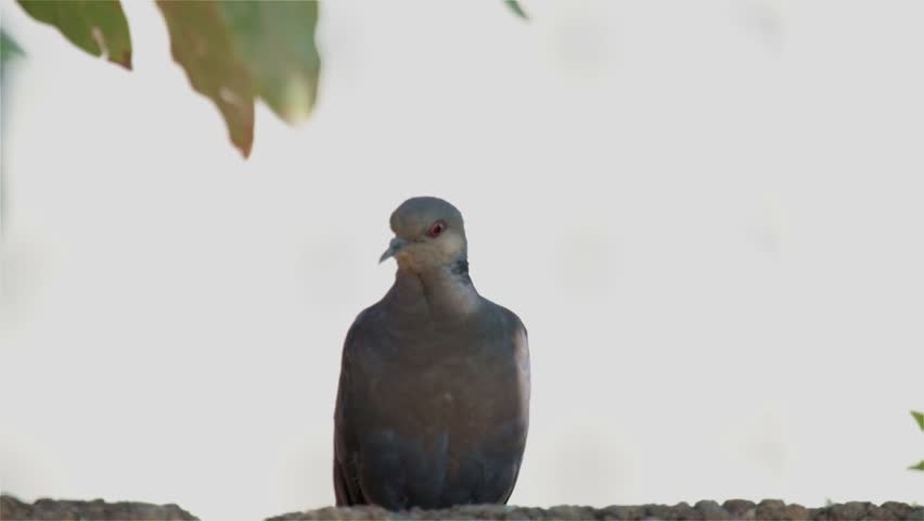 Dusky Turtle-Dove flying off 