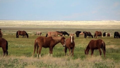 Wild Mustangs Herd On Fieldpart 1 Stock Footage Video (100% Royalty ...