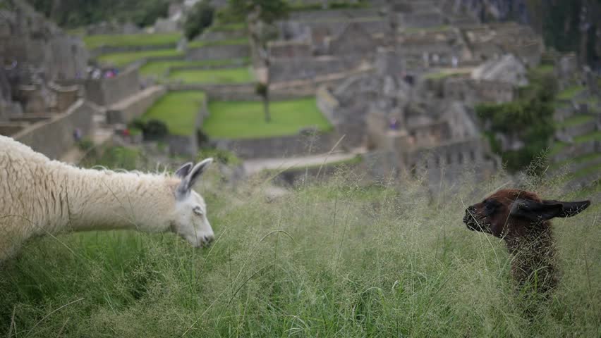 Two llamas grazing with Machu Pichu in the background.
