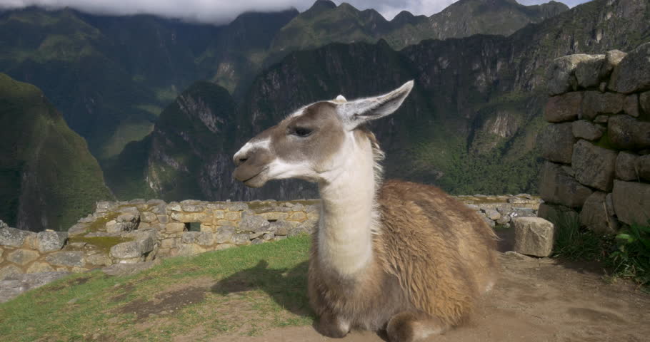 Close up shot of a llama at Machu Picchu,Peru.