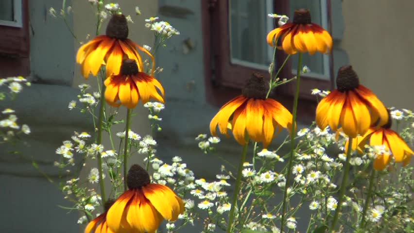 yellow flowers