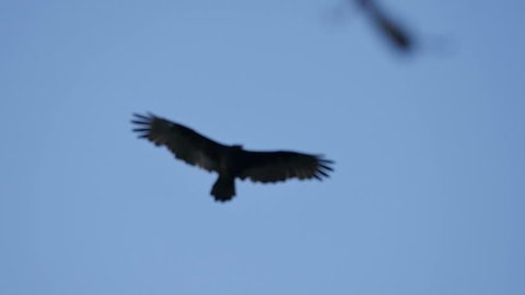 Turkey Vulture Slow Motion 96fps 02 Big Sur California