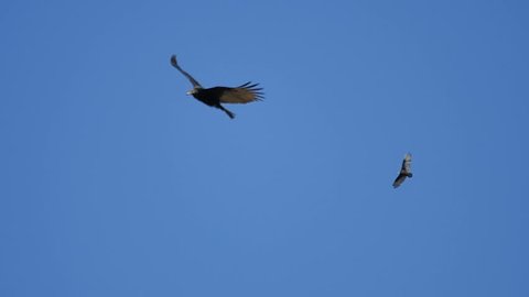 Turkey Vulture Slow Motion 96fps 01 Big Sur California