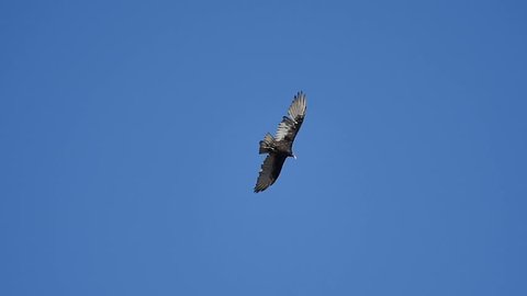 Turkey Vulture Slow Motion 96fps 04 Big Sur California
