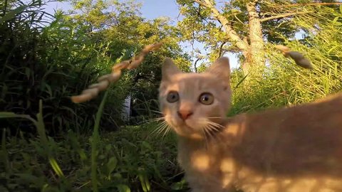 Funny Little cat playing hunting the camera