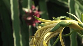 Branch of dragon fruit tree with flower is swaying on the wind. Close up. HD 1080p. 