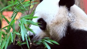 Panda bear eating bamboo. HD video footage, 1920x1080
