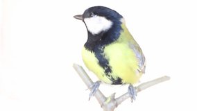 Bright spring bird in motion, Great tit (Parus major). Video, dynamic isolated image on white background