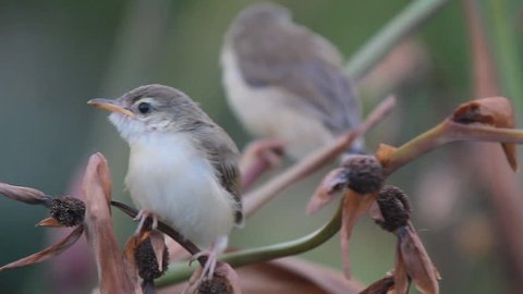 bird Plain Prinia,( or the Plain, or White-browed) waiting for food from the mother