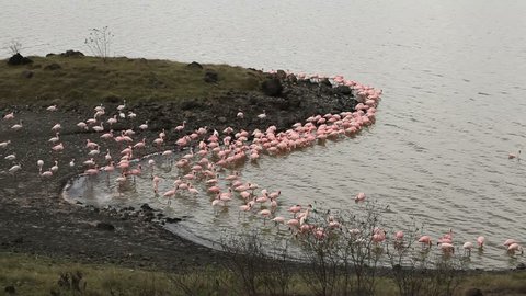 Group of Flamingos on Lake in Africa