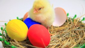 Cute little chicks in easter basket