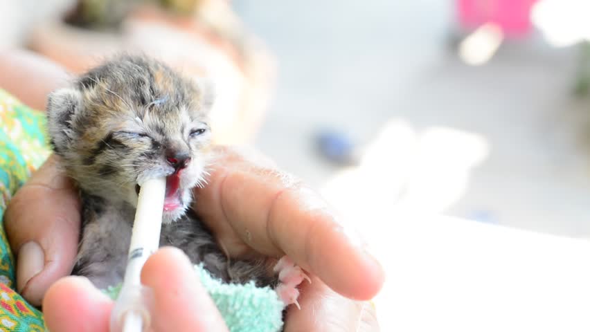 how to hand feed a kitten