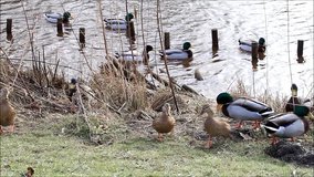 ducks, mallard, searching for fodder in the reeds
