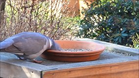Wood pigeon, big, dove, feeding bird food 

Wood pigeon, big, dove, feeding bird food 
