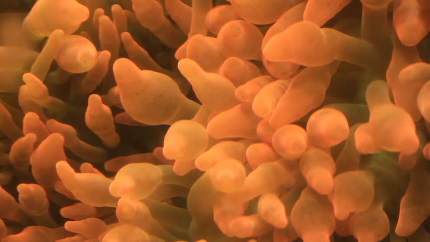 Orange Sea Anemone gently swaying with the current. HD 1080p.