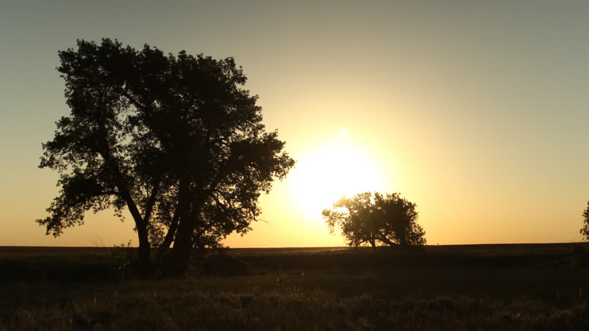 Beautiful golden sunrise behind trees on the eastern plains of Colorado. HD