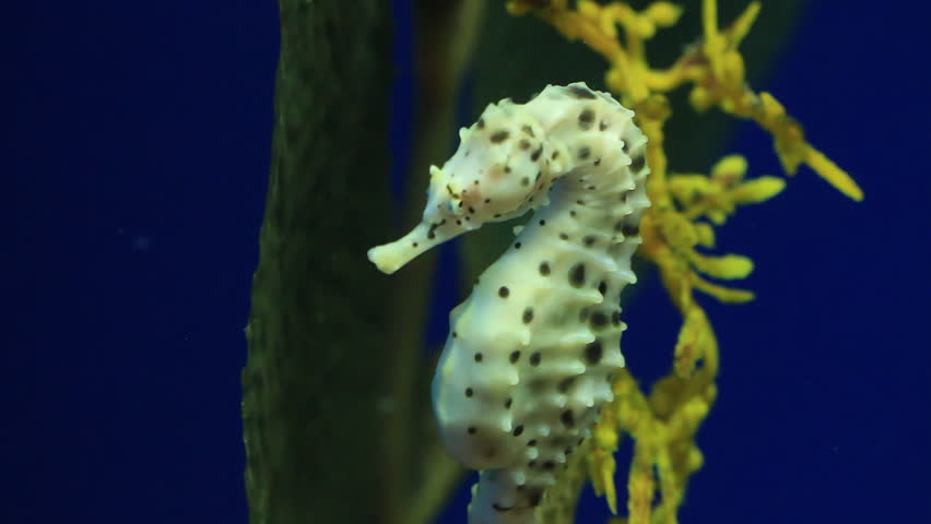 Beautiful Pot Bellied SeaHorse Close up. HD 1080p