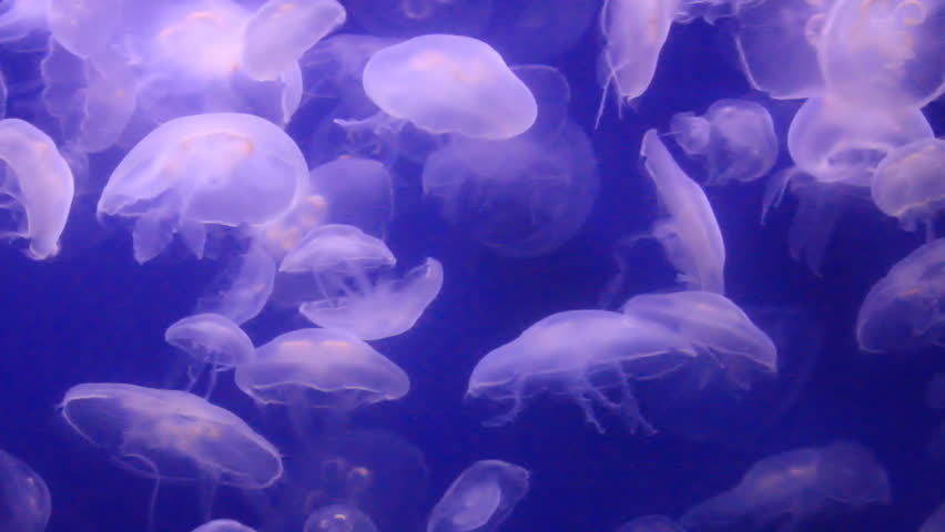 Moon Jellyfish, also known as common jellyfish, moon jelly, or saucer,