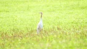 Cattle egret, Bubulcus ibis, in nature. 