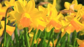 Fine grown daffodils