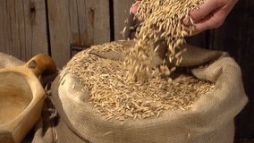 Farmer examines oats. Slow motion. Full HD 1080 video footage. 