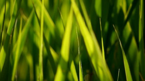 grass moving in the wind, video is ideal for use as background/ textures