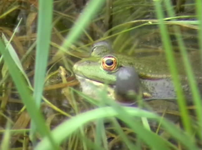 Frog Sitting in the Water Stock Footage Video (100% Royalty-free) 92707 ...