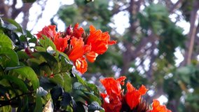 Tropical tree Spathodea with red flowers. HD 1080p