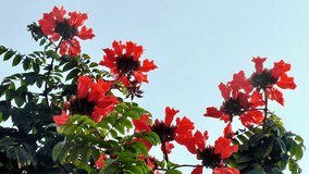 Red Spathodea tree flowers - symbol of spring in Asia. HD 1080p
